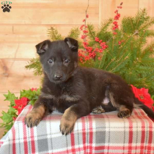 Winter, German Shepherd Puppy