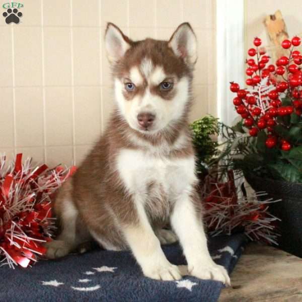 Winter, Siberian Husky Puppy