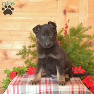 Winter, German Shepherd Puppy