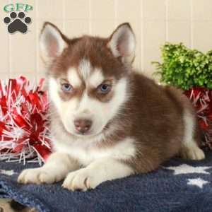 Winter, Siberian Husky Puppy