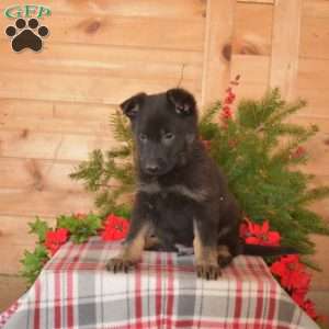 Winter, German Shepherd Puppy