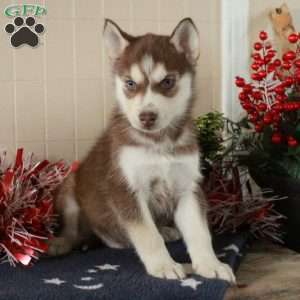 Winter, Siberian Husky Puppy