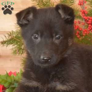 Winter, German Shepherd Puppy