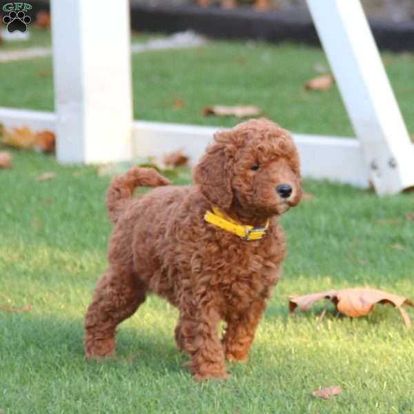 Winter (F1B), Mini Goldendoodle Puppy