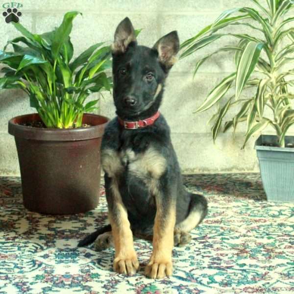 Wish, German Shepherd Puppy