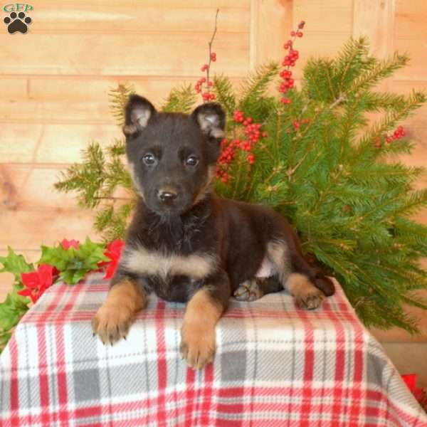 Wish, German Shepherd Puppy