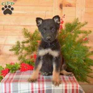 Wish, German Shepherd Puppy