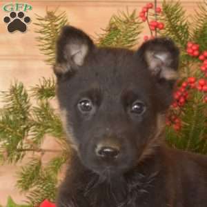 Wish, German Shepherd Puppy