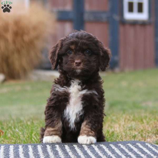 Wonder, Cockapoo Puppy