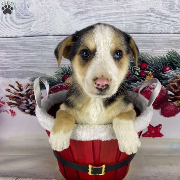 Jordan, Australian Shepherd Puppy