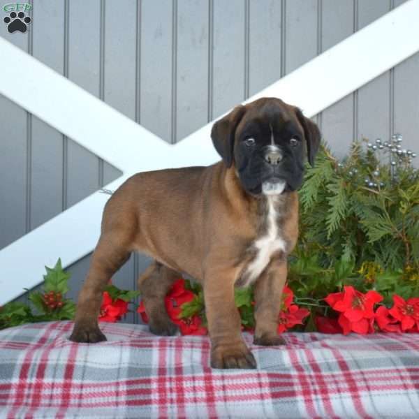 Wrangler, Boxer Puppy