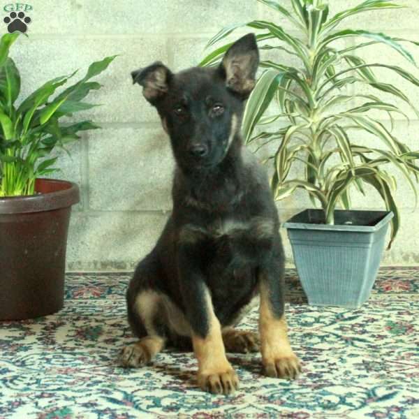 Wrangler, German Shepherd Puppy