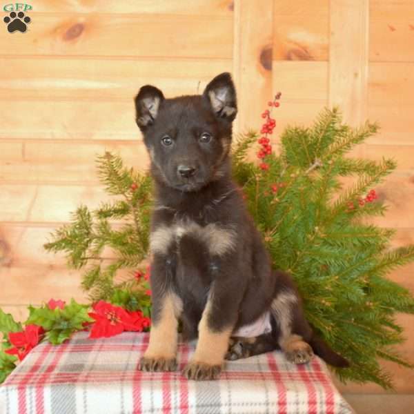 Wrangler, German Shepherd Puppy