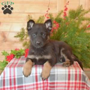 Wrangler, German Shepherd Puppy