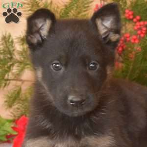 Wrangler, German Shepherd Puppy