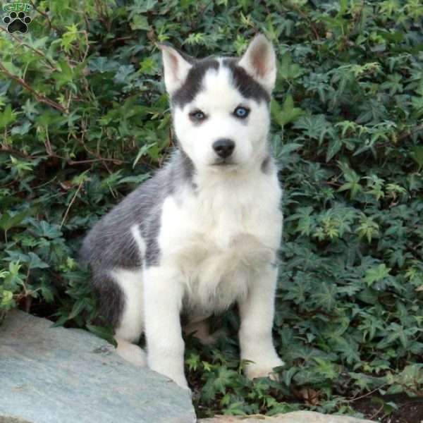 Wreath, Siberian Husky Puppy