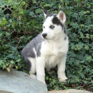 Wreath, Siberian Husky Puppy