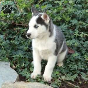 Wreath, Siberian Husky Puppy