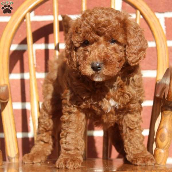 Wren, Mini Goldendoodle Puppy