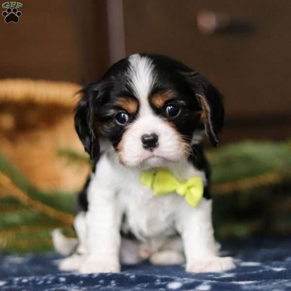 Wyatt, Cavalier King Charles Spaniel Puppy