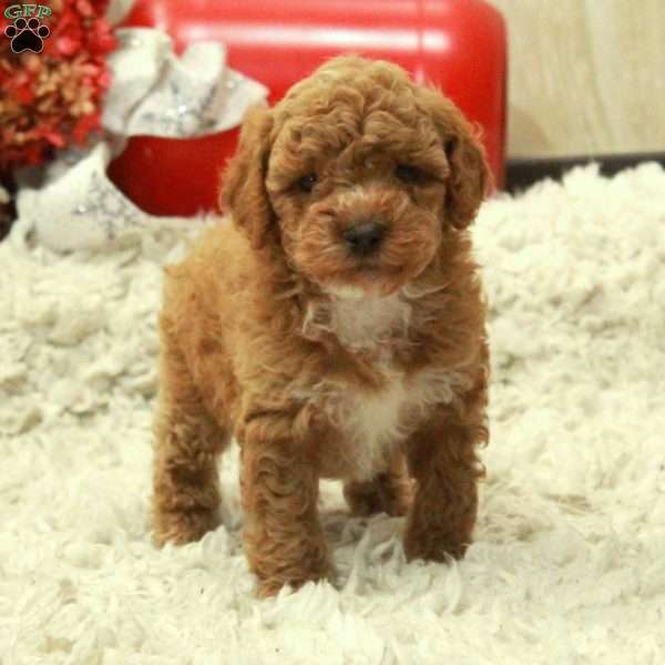 Wyatt, Miniature Poodle Puppy