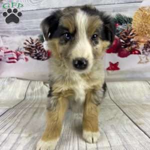 Jerome, Australian Shepherd Puppy