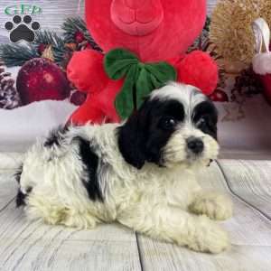 Penny, Cavapoo Puppy