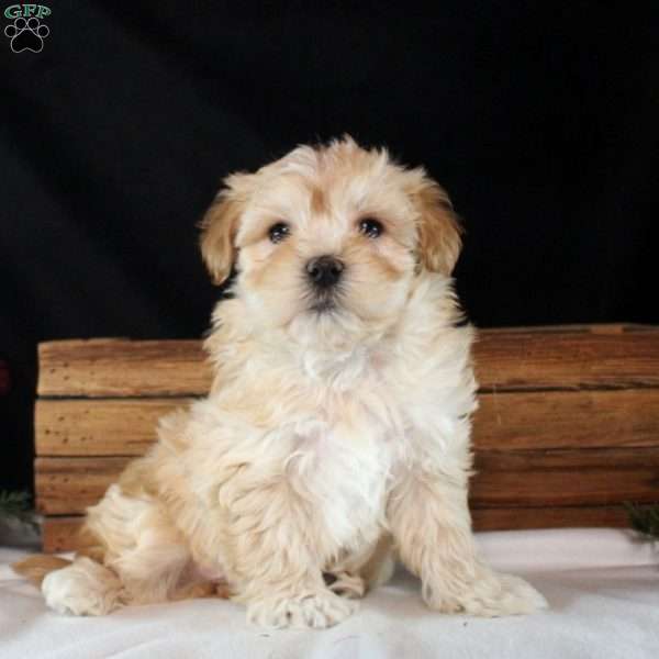 Zackary, Maltipoo Puppy