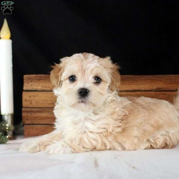 Zander, Maltipoo Puppy