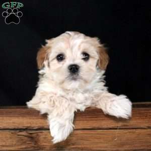 Zander, Maltipoo Puppy