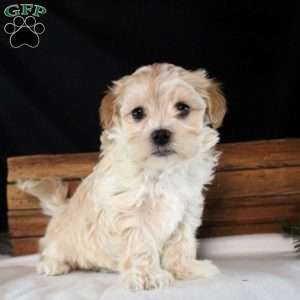 Zander, Maltipoo Puppy