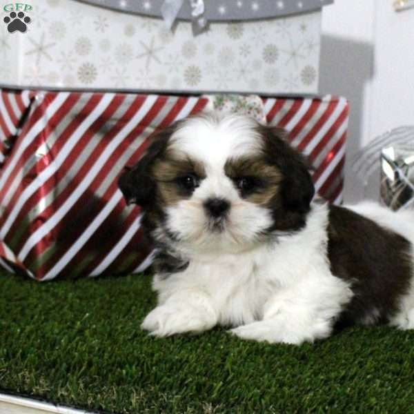 Zane, Shih Tzu Puppy