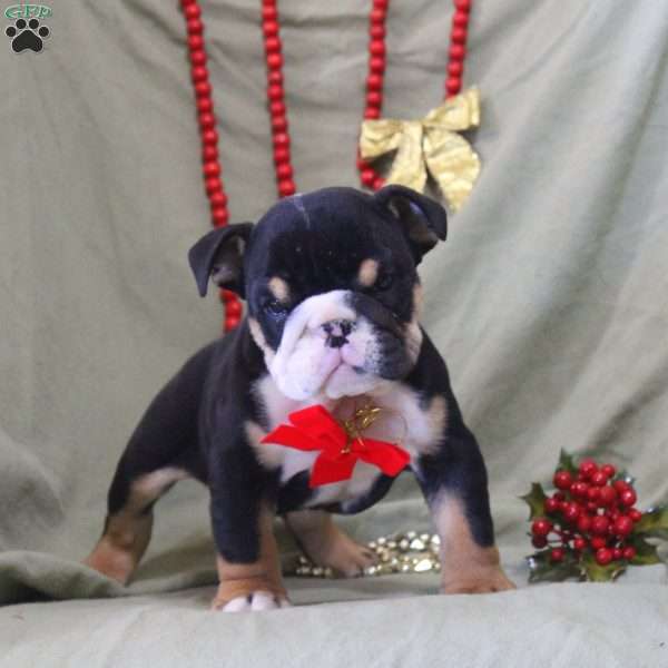 Zeke, English Bulldog Puppy