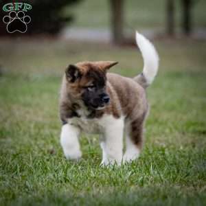 Zinnia, Akita Puppy