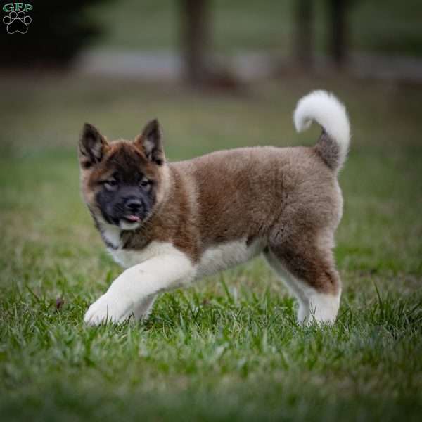 Zinnia, Akita Puppy