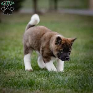 Zinnia, Akita Puppy