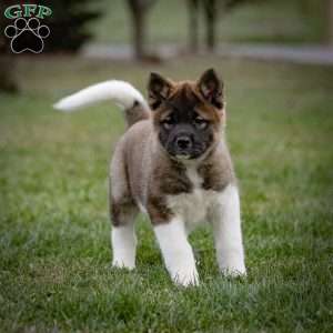 Zinnia, Akita Puppy