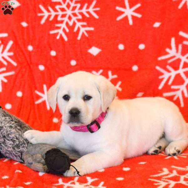 Zoe, Yellow Labrador Retriever Puppy