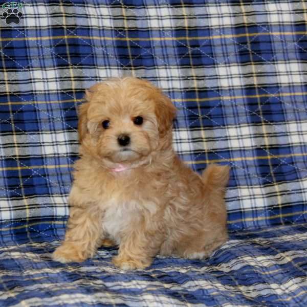 Zoey, Maltipoo Puppy