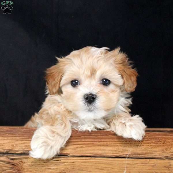 Zoey, Maltipoo Puppy