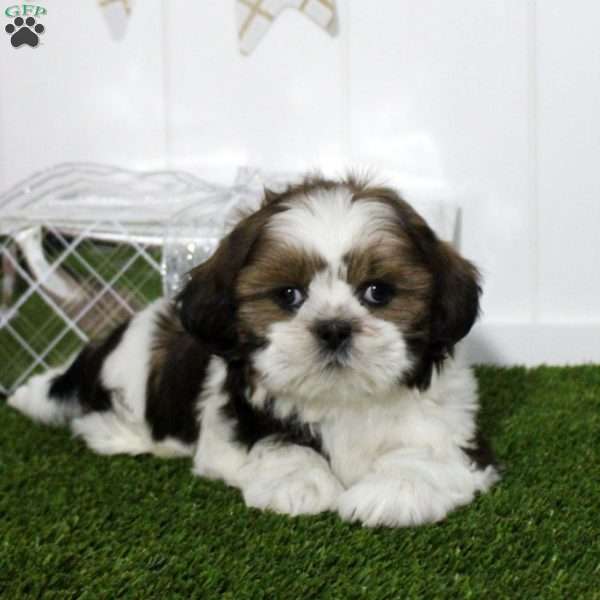 Zoey, Shih Tzu Puppy