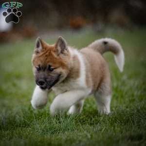 Zori, Akita Puppy