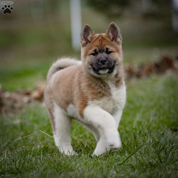 Zori, Akita Puppy