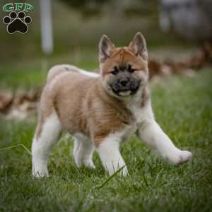 Zori, Akita Puppy