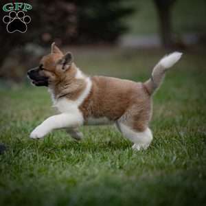 Zori, Akita Puppy