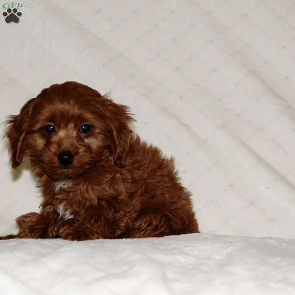 River, Cockapoo Puppy