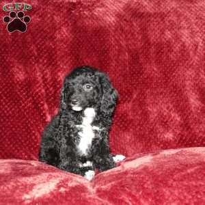 Jade, Cockapoo Puppy