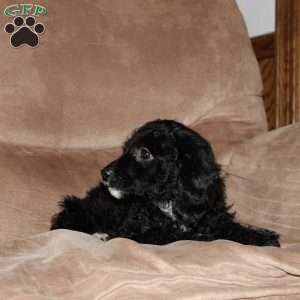 Jade, Cockapoo Puppy