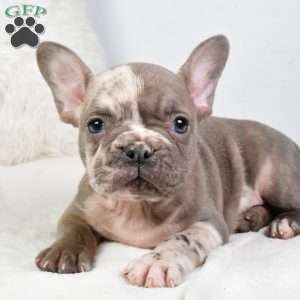 alex, French Bulldog Puppy