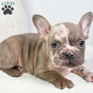 alex, French Bulldog Puppy